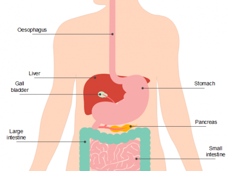 人体器官示意图